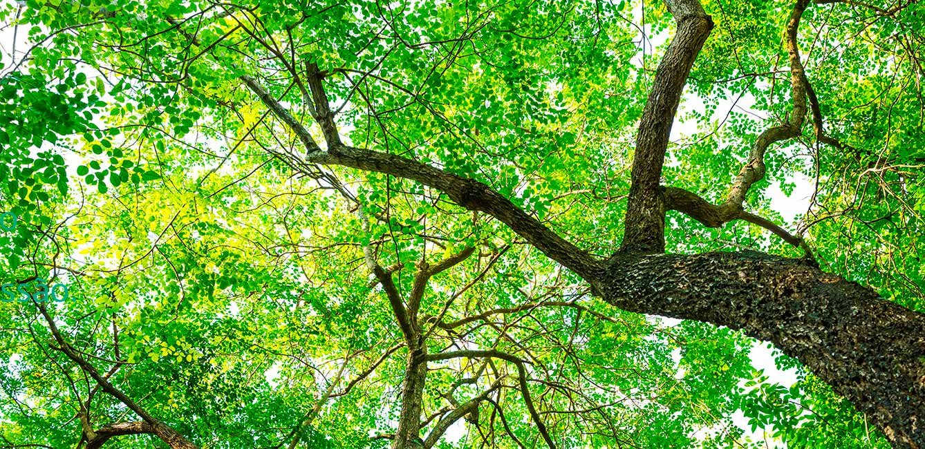 Incentivar o uso equilibrado do meio ambiente é a missão do IPESA Incentivar o uso equilibrado do meio ambiente é a missão do IPESA