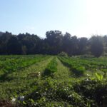 Ecoagriculturas | Ipesa