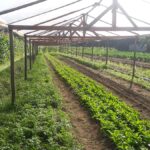 Ecoagriculturas | Ipesa